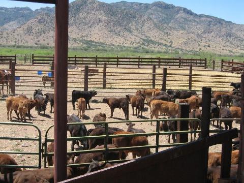 Ranch Cattle