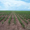 497 ACRE CERTIFIED ORGANIC FARM - SOLD